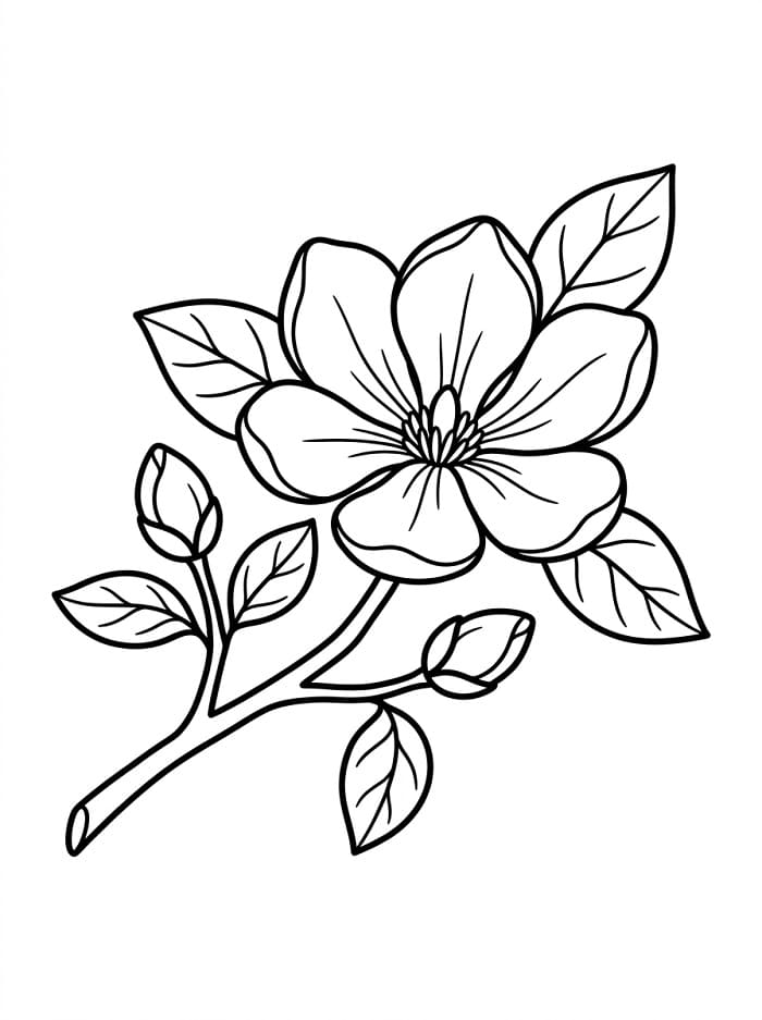 Coloriage Une magnifique fleur de magnolia