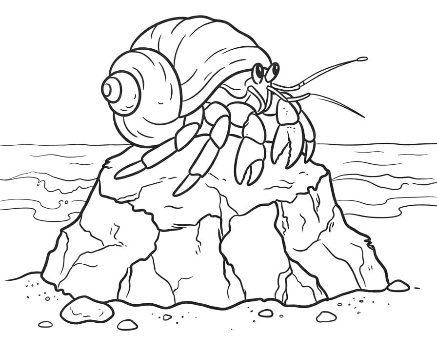 Coloriage Bernard-l'ermite sur un rocher