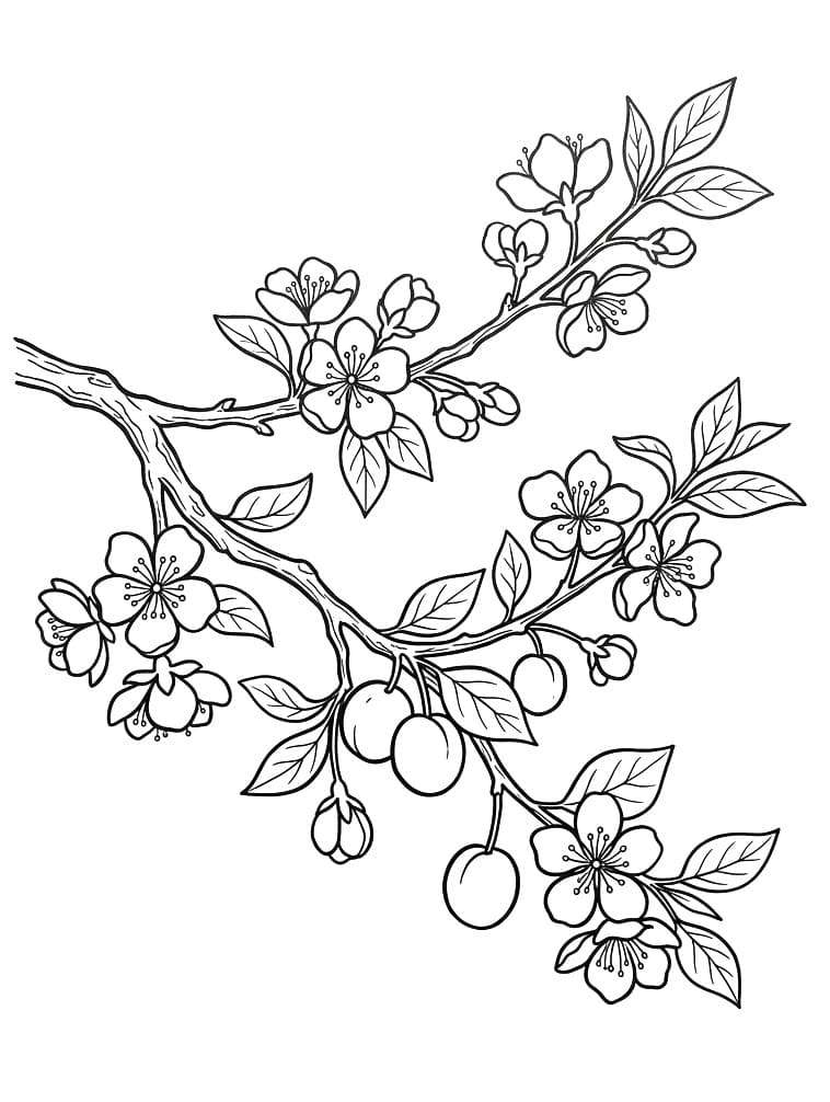 Coloriage Branche de prunier