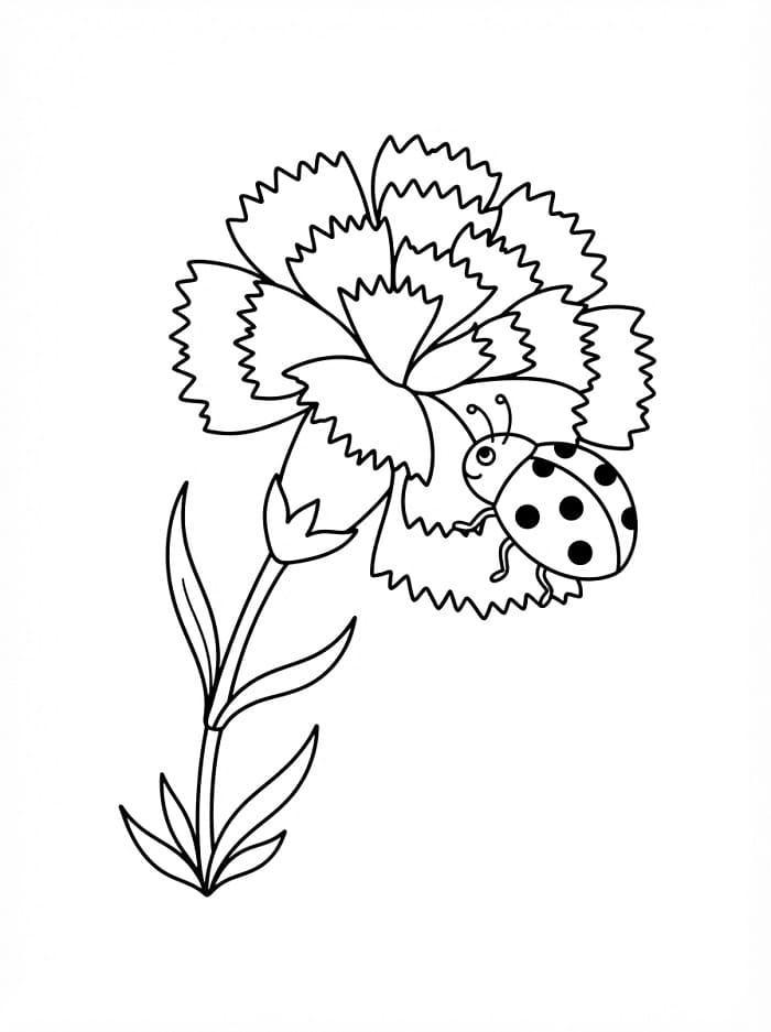 Coloriage Coccinelle et œillet