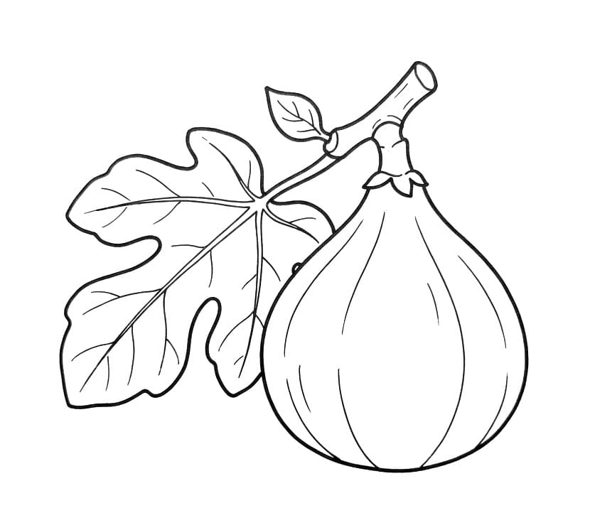 Coloriage Dessin de figue gratuit