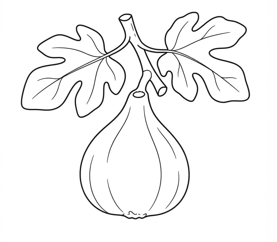 Coloriage Dessin de figue