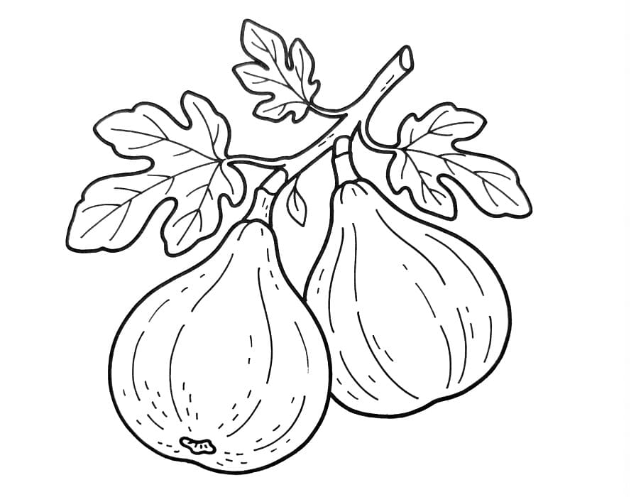 Coloriage Deux figues