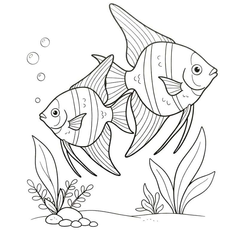 Coloriage Deux poissons-anges en train de nager