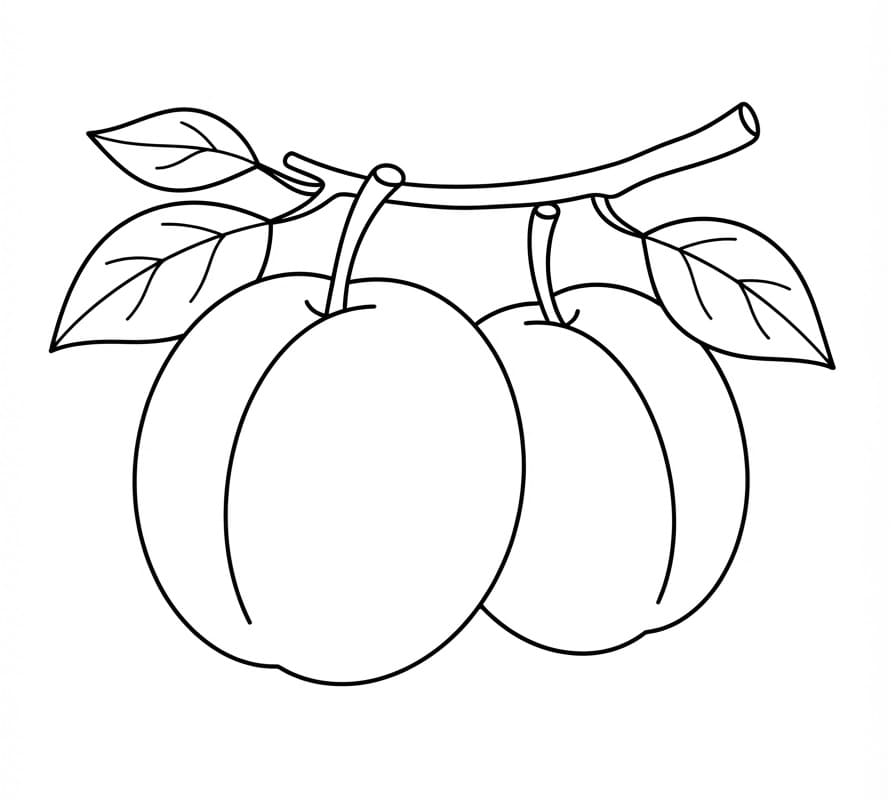Coloriage Deux prunes