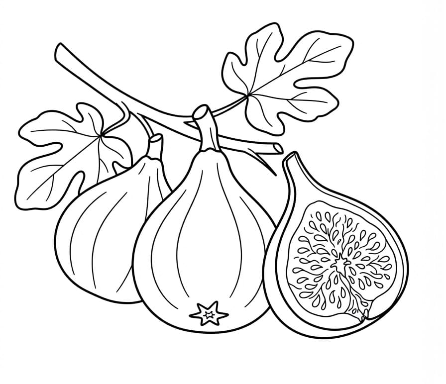 Coloriage Figue Gratuit Pour les Enfants