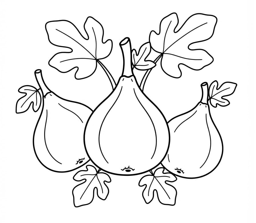 Coloriage Figue Gratuit