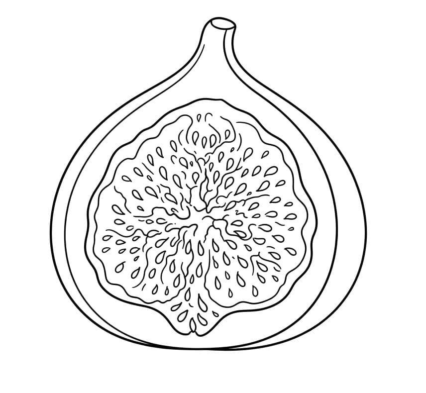 Coloriage Figue Imprimable Gratuit Pour les Enfants
