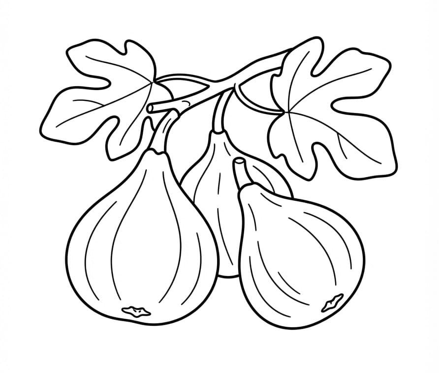 Coloriage Figue Imprimable Gratuit