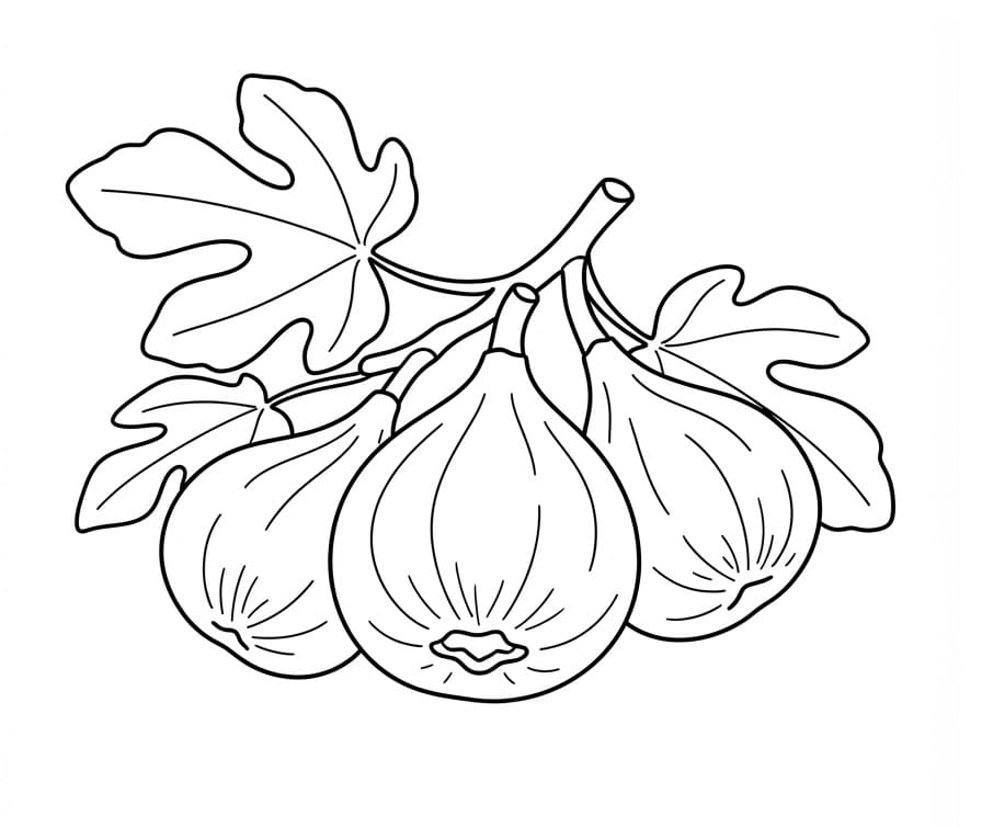 Coloriage Figue Imprimable