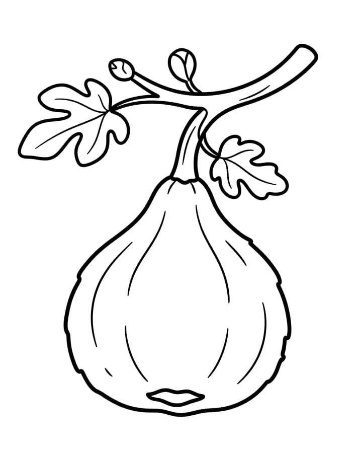 Coloriage Figue normale