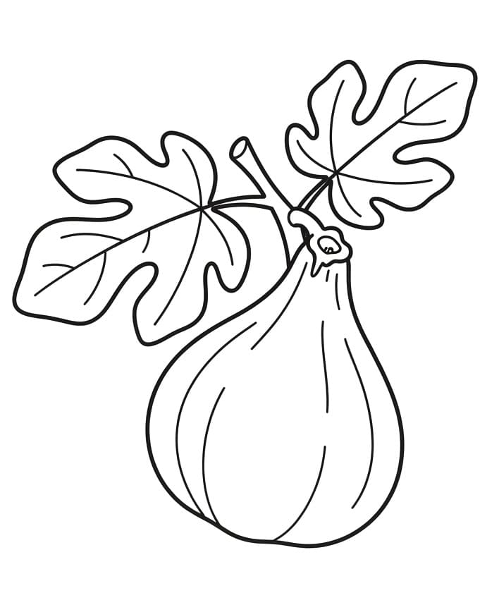 Coloriage Figue Pour Enfants