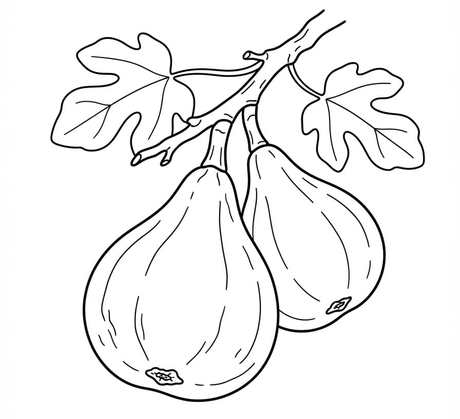 Coloriage Figues sur une branche