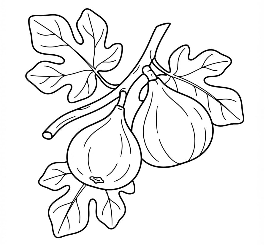 Coloriage Figues