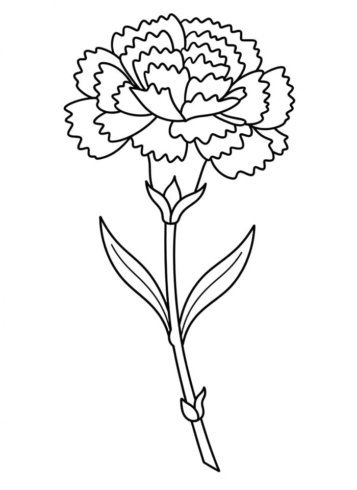 Coloriage Oeillets