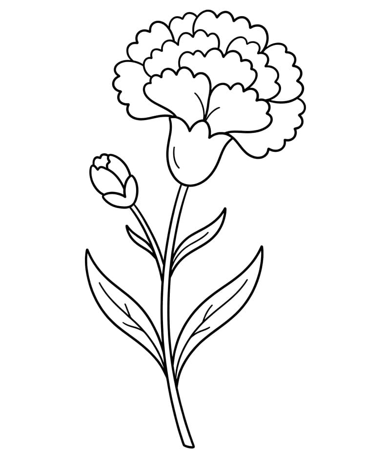 Coloriage Œillet mignon