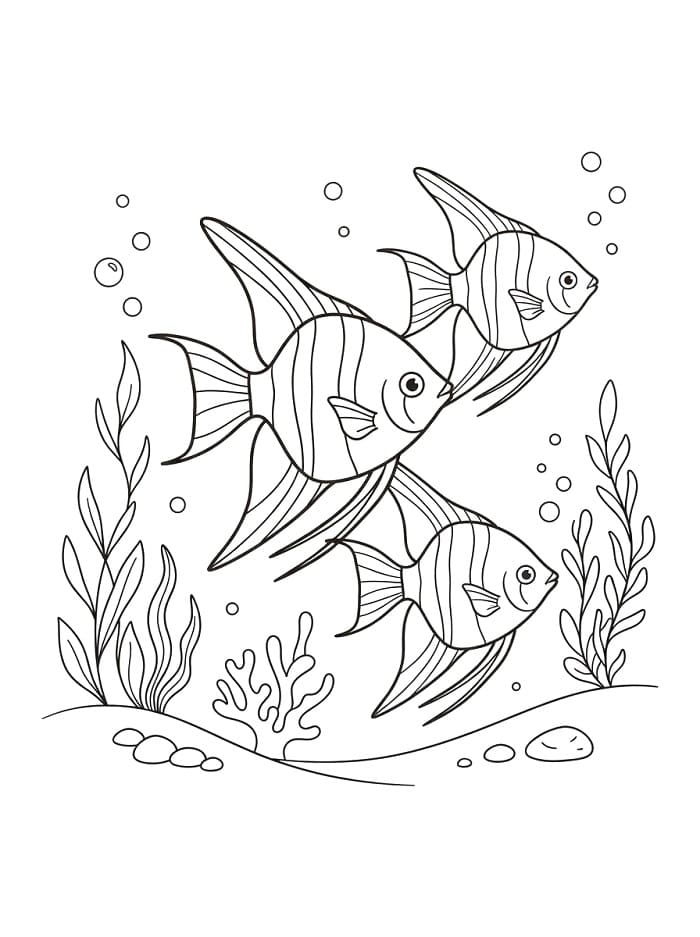 Coloriage Trois poissons-anges en train de nager