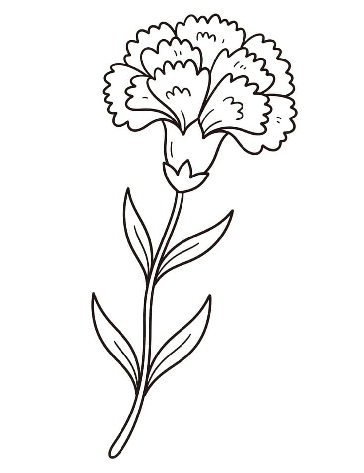 Coloriage Un bel œillet