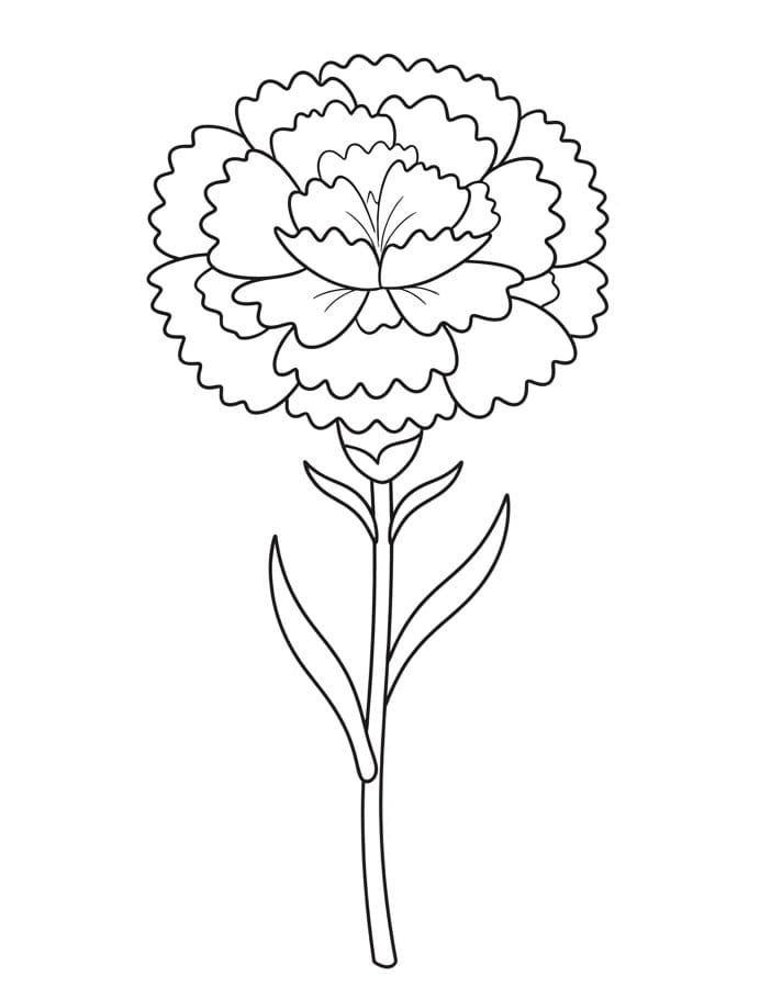 Coloriage Un œillet