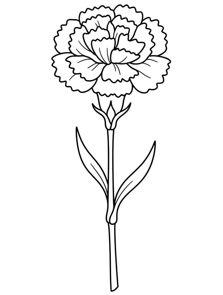 Coloriage Une fleur d'œillet