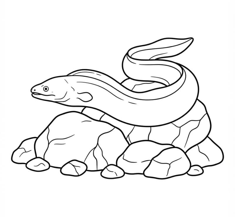 Coloriage Anguille Pour Enfants