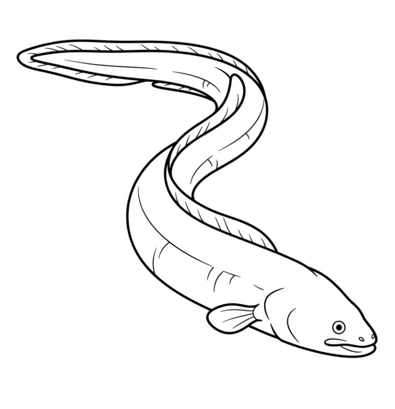 Coloriage Anguille simple