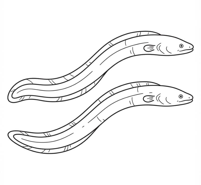 Coloriage Anguilles qui nagent