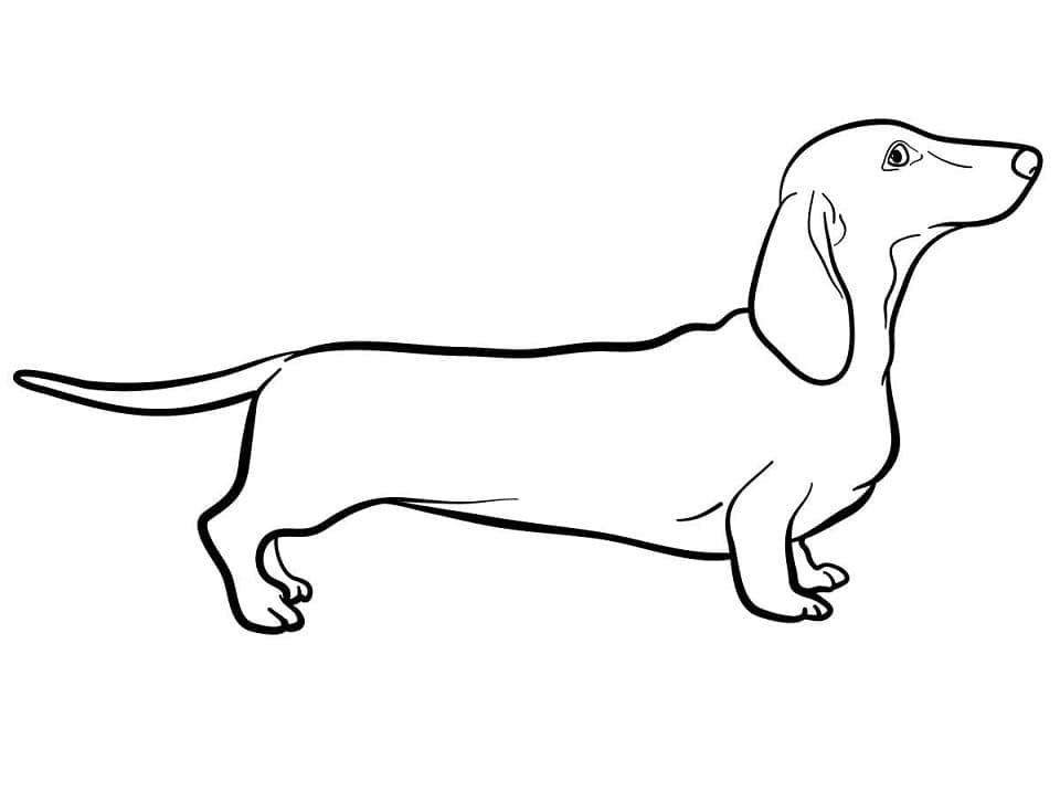 Coloriage Beau teckel