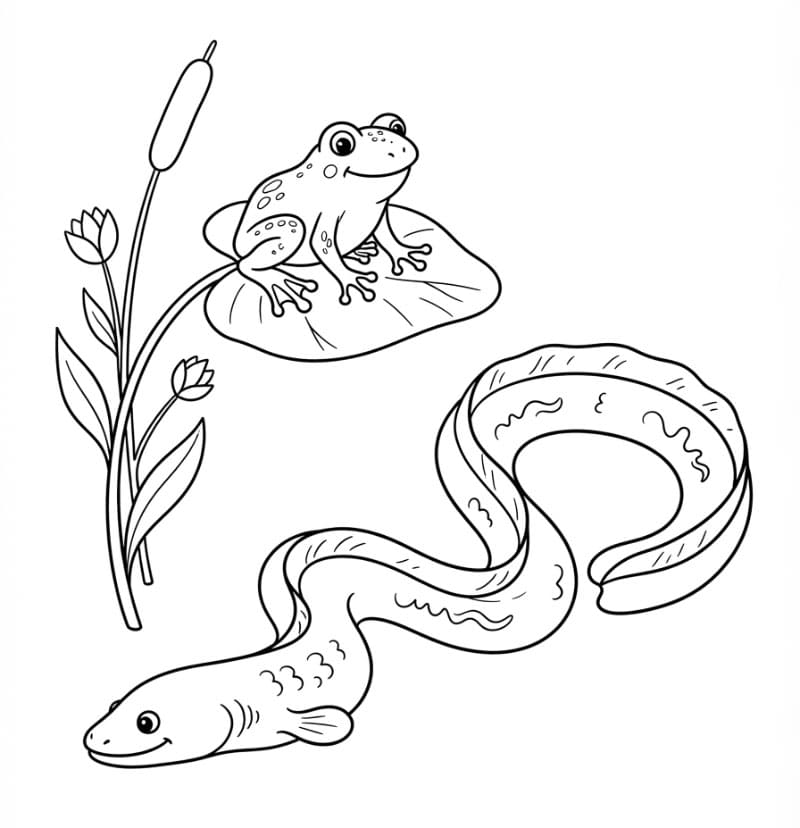 Coloriage Grenouille et Anguille