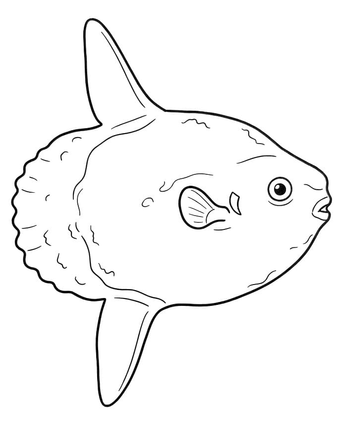 Coloriage Poisson-lune réaliste