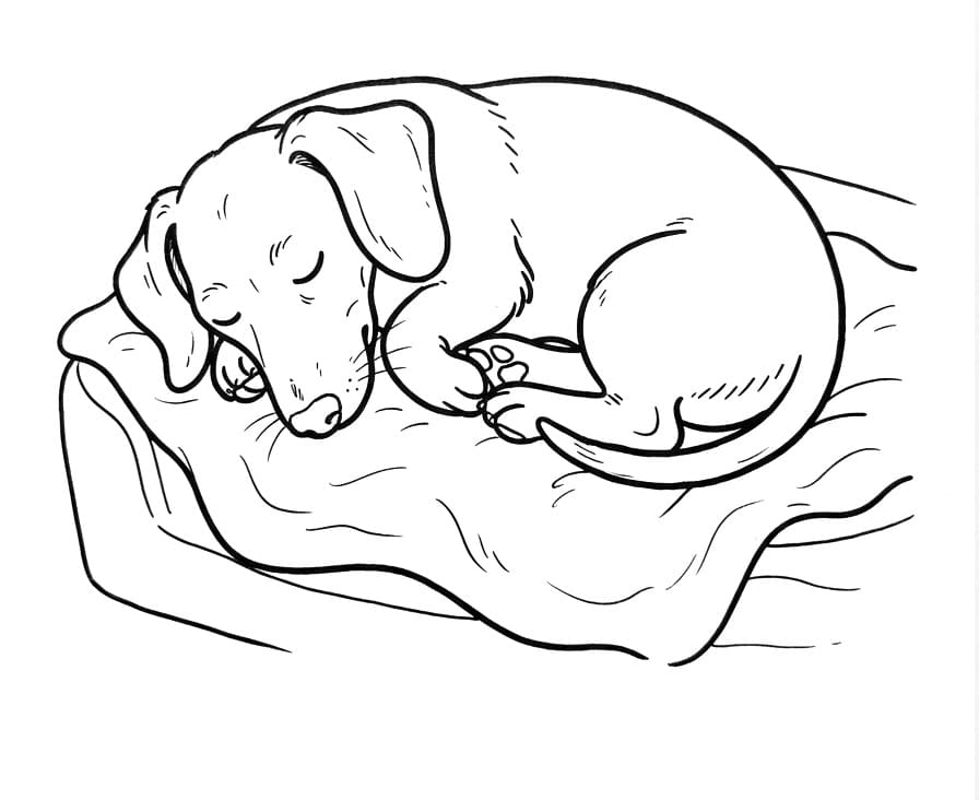 Coloriage Teckel endormi
