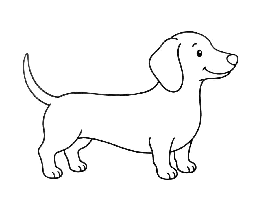 Coloriage Teckel très mignon