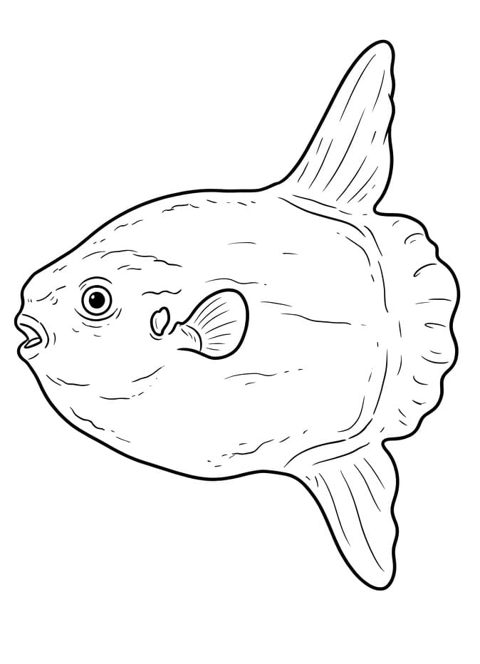 Coloriage Un Poisson Lune ordinaire