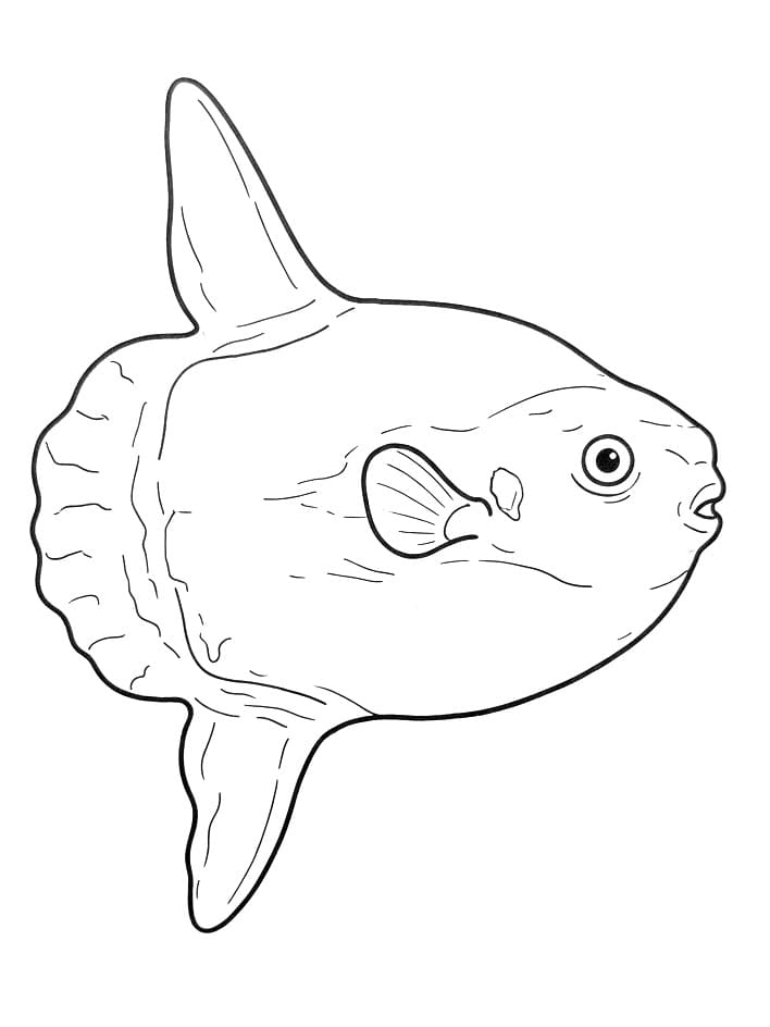 Coloriage Un poisson-lune réaliste