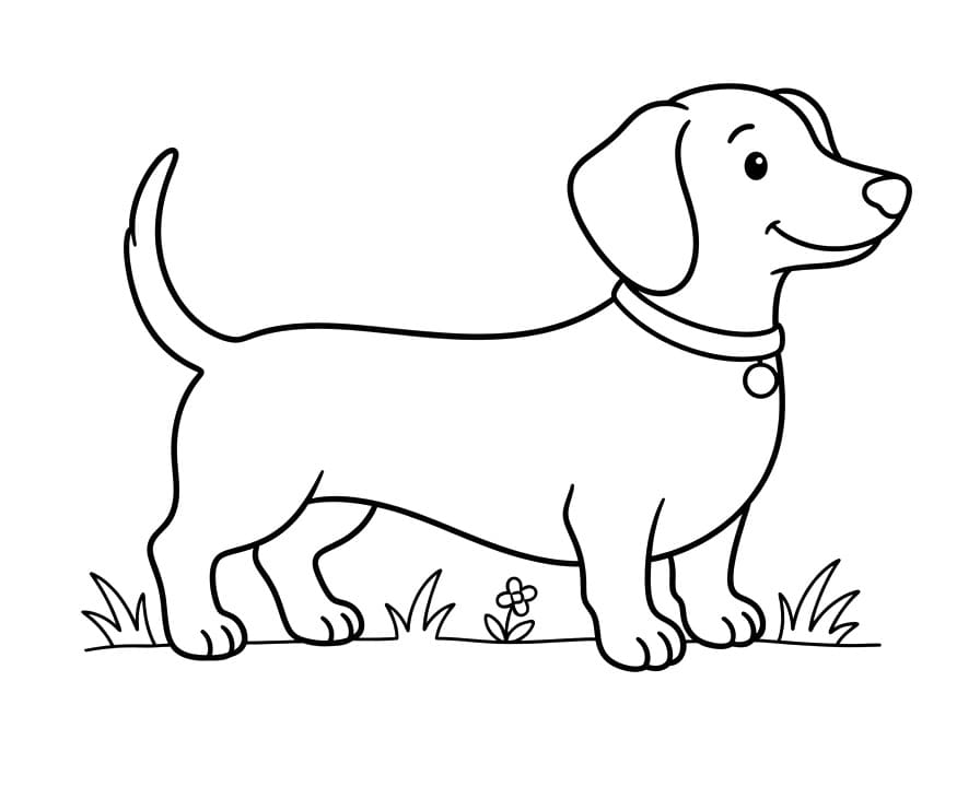Coloriage Un teckel très mignon