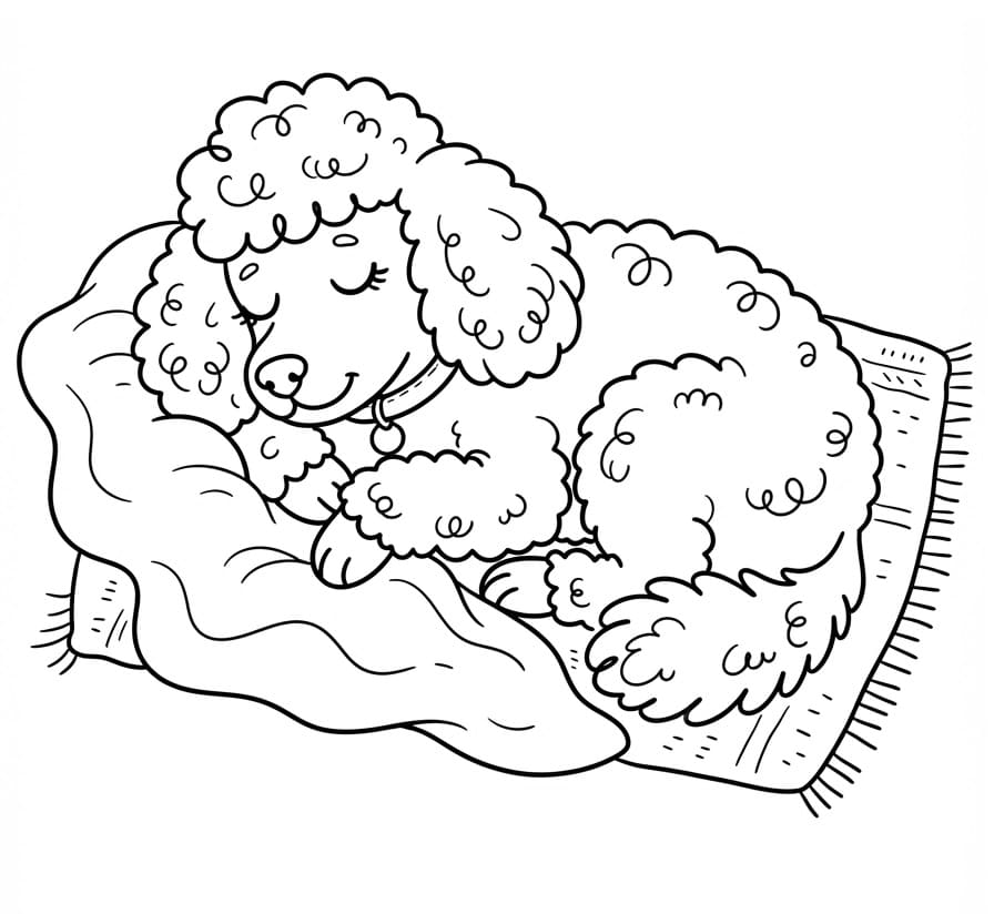Coloriage Caniche endormi
