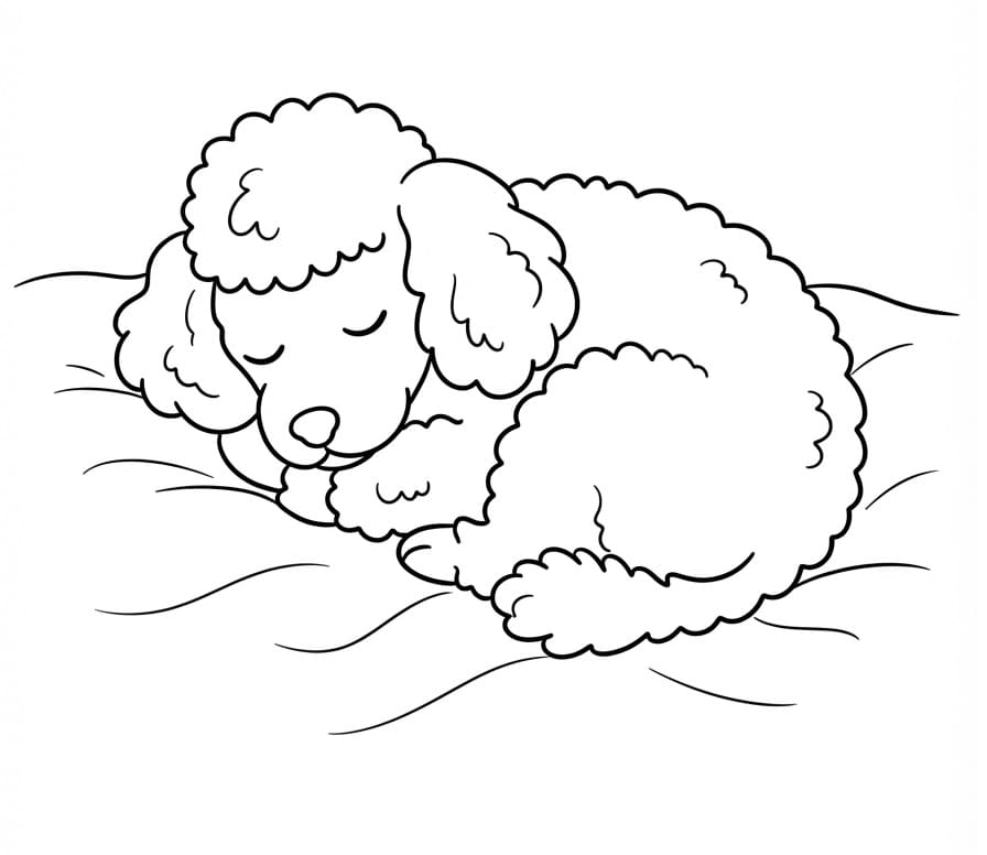 Coloriage Caniche simple