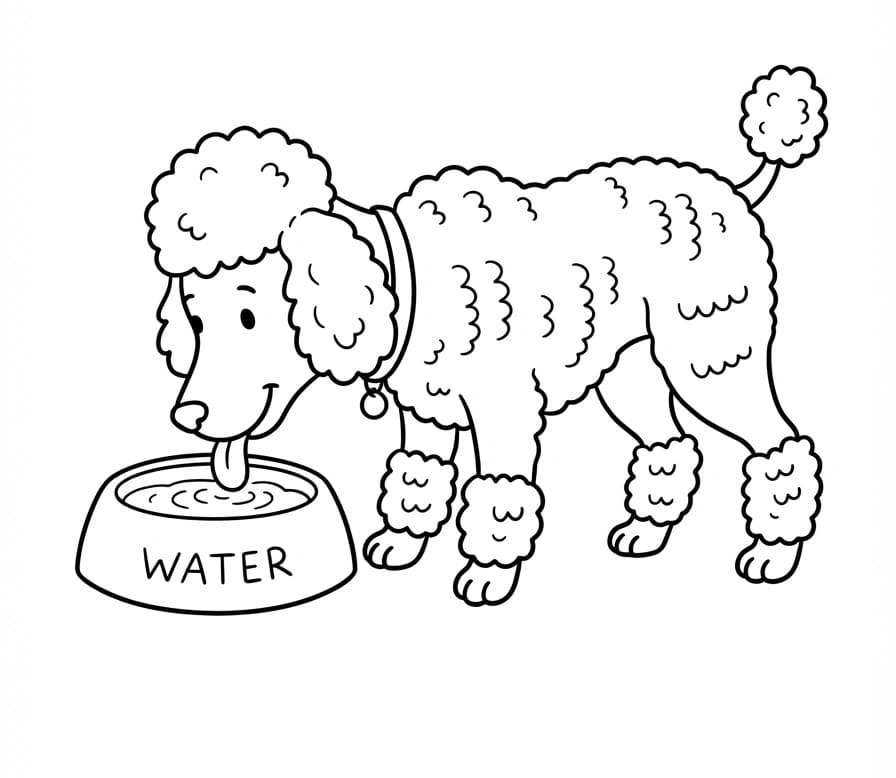 Coloriage Le caniche boit de l'eau